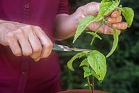 Remove the upper half of the Salvia guaranitica 'Black and Blue' cuttings, forcing the plant to bush out