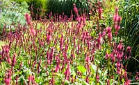 Persicaria amplexicaulis - July, Les Jardins de la Poterie Hillen