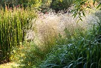 Deschampsia cespitosa 'Goldschleier' - July, Les Jardins de la Poterie Hillen