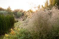Deschampsia cespitosa 'Goldschleier' - tufted hair grass - July, Les Jardins de la Poterie Hillen