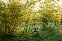 Garden chairs and Phyllostachys on lawn - bamboo - July, Les Jardins de la Poterie Hillen
