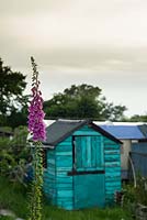 Foxglove growing on allotment with shed in background