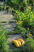 Marrows on allotment path