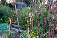 Runner beans drying on the vine - Autumn on the allotment