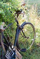 Old bicycle in garden. Hampton Court Flower Show 2014, the Flintknappers Garden, designer: Luke Heydon. 