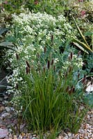 Plant combination. Crambe maritima - sea kale with ornamental grass suitable for salt-spray seaside conditions. Gravel