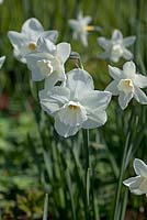 Narcissus 'Stainless'  