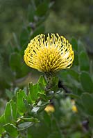 Leucosprmum cordifolium, 'Pincushion' - Protea Family.  Indigenous to South Africa.  Palheiro Gardens, Funchal, Madeira.  March.
