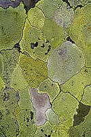 Rhizocarpon geographicum lichen on gravestone