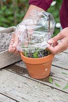 Cover the softwood cuttings with a polythene bag to retain heat and moisture, promoting root growth