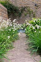 View of small city garden with a brick pathway amongst Libertia chilensis Formosa Group - New Zealand satin flowers