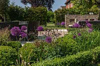 Allium 'Purple Sensation' in contemporary walled garden 