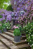 Pashley Manor Gardens, Kent, UK - Showing steps leading to house with Wisteria, Clematis montana, Choisya ternata , Tulipa 'Queen of the Night', Tulipa 'Flaming Baltic'