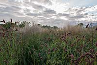 Late afternoon, Sanguisorba 'Bury Court' with Miscanthus sinensis 'Samurai' and Calamagrostis 'Karl Foerster'