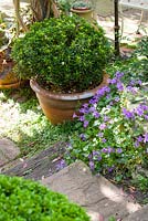 Stone step with Campanula portenschlagiana with Buxus in pot