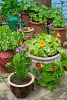 Patio planters with Nasturtiums,'Alaska Mix' and 'Mahogany Jewel', Chives and Sempervivums.