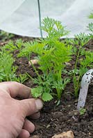 Hand weeding a Nettle seedling from Carrot crop growing under insect mesh.