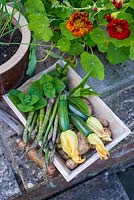 Early summer harvest of Asparagus, Early Potatoes 'Arran Pilot', Courgettes 'Defender' and sprigs of fresh mint.