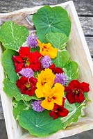 Edible leaves and flowers of Chives and Nasturtiums, 'Alaska Mix' and 'Mahogany Jewel'.