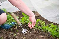 Carrots 'Amsterdam forcing 3' - woman hand weeding young plants under insect mesh