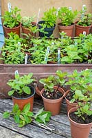 Various varieties of garden mint displayed for effect in an old suitcase.