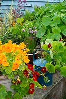 Containers planted with Nasturtiums, with the variegated leaves of 'Alaska Mix' and 'Mahogany Jewel'.