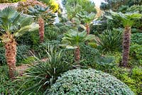 Trachycarpus wagernianus, Prunus lusitanica, Phormiums and others at Dip on the Hill Garden. January. 