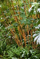 Phyllostachys vivax aureocaulis, Bamboo and Fatsia japonica.