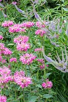 Detail of a perennial border with Monarda 'Marshall's Delight' and Veronicastrum virginicum 'Fascination'