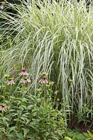 Detail of a mixed border with Miscanthus sinensis 'Variegatus'