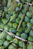 Boxes of Figs, Ficus carica for sale at a market stall, packed with fresh fig leaves.
