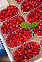 Wild Strawberry - Fragaria vesca, punnets of fruit for sale in a market.