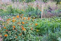 Detail of a flower and vegetable garden with carrots, beetroot, leek, Tithonia rotundifolia, Lavatera trimestris and Helichrysum bracteatum