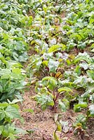 Mulched rows of vegetables with beetroot and French beans