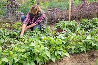 Katrin Schumann harvesting beetroots on her small vegetable plot, other plants include French beans