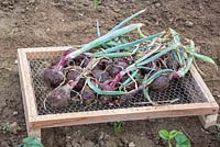Red onions on a drying rack