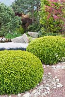 Clipped balls of Buxus sempervirens, A Japanese Reflection, RHS Malvern Spring Festival 2016