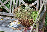 Collection of seed heads in a willow basket on a wooden bench. Plants are Althaea officinalis, Angelica archangelica, Atriplex hortensis, chards and salad