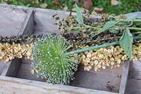 Seed tray with a collection of Allium sativum, Althaea officinalis, Atriplex hortensis and Verbascum
