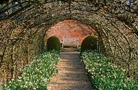Tunnel of trained apples underplanted with Narcissus 'Thalia' in spring at Cranborne Manor Garden, Dorset