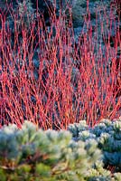 Cornus sericea 'Cardinal' and Pinus strobus 'Reinshaus' in foreground. Shrub, Conifer. December. Portrait of bright red stems.