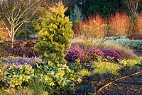 Border with Calocedrus decurrens 'Berrima Gold' in the Winter Garden, Bressingham Gardens, Norfolk, UK. Design: Adrian Bloom