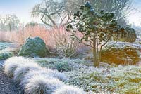 View of a border at The Winter Garden covered in frost at The Bressingham Gardens, Norfolk. January.