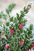 Ruscus aculeatus, Butchers Broom. Portrait of evergreen shrub with berries covered in frost.