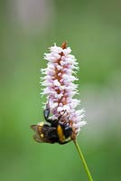 Bee on Common Bistort, Meadow bistort. Persicaria bistorta