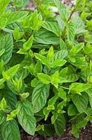 Mentha spicata syn Mentha spicata 'English Lamb Mint', Mentha viridis - Spearmint, Common mint