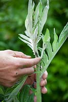 Wiping off aphids from a cardoon
