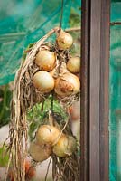 Onions hung up to dry in the greenhouse. Allium cepa