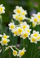 Narcissus tazetta 'Minnow' AGM