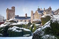 Topiary shapes with a covering of snow at Levens Hall and Garden, Cumbria, UK. 